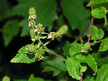 Smooth Blackberry (Rubus canadensis)