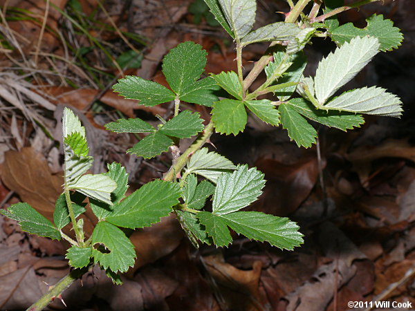 Sand Blackberry (Rubus cuneifolius)