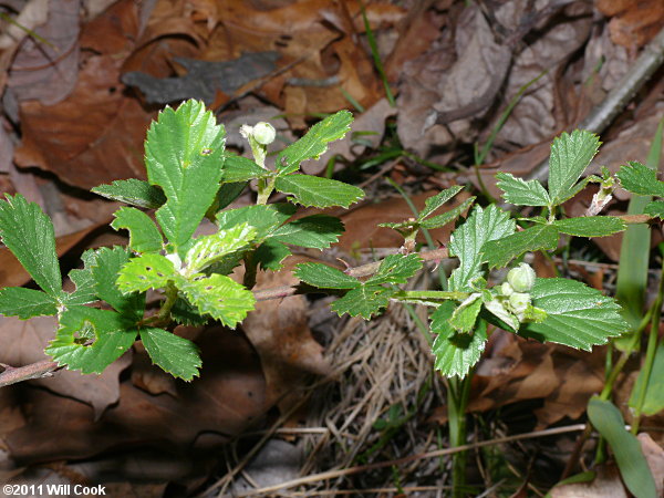 Sand Blackberry (Rubus cuneifolius)