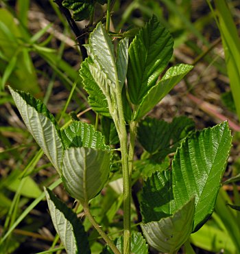 Sand Blackberry (Rubus cuneifolius)