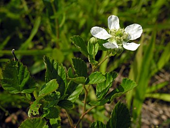 Sand Blackberry (Rubus cuneifolius)