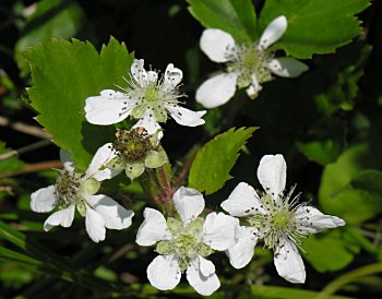 Bristly Dewberry, Swamp Dewberry (Rubus hispidus)