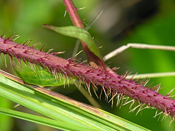 Bristly Dewberry, Swamp Dewberry (Rubus hispidus)