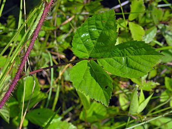 Bristly Dewberry, Swamp Dewberry (Rubus hispidus)