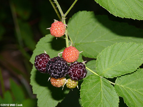 Black Raspberry (Rubus occidentalis)