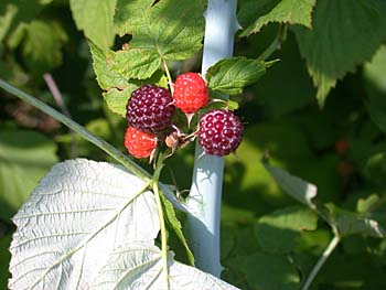 Black Raspberry (Rubus occidentalis)