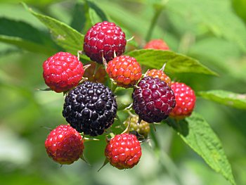 Black Raspberry (Rubus occidentalis)