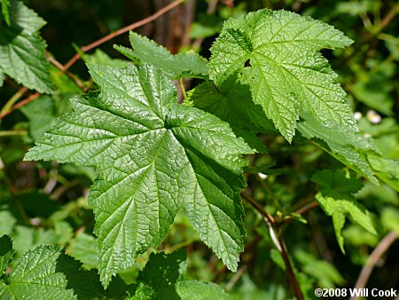 Flowering Raspberry (Rubus odoratus)