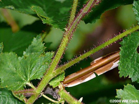 Flowering Raspberry (Rubus odoratus)