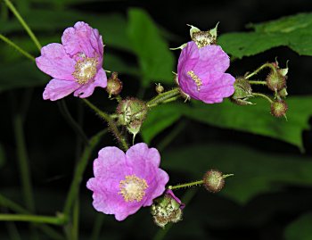 Flowering Raspberry (Rubus odoratus)