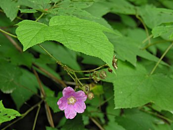 Flowering Raspberry (Rubus odoratus)