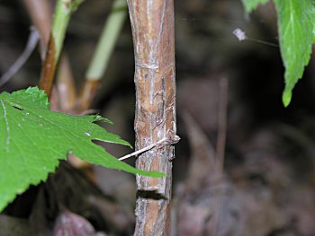 Flowering Raspberry (Rubus odoratus)