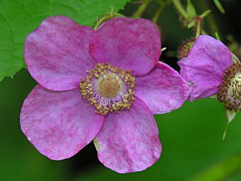 Flowering Raspberry (Rubus odoratus)