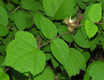 Wineberry (Rubus phoenicolasius)