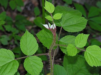 Wineberry (Rubus phoenicolasius)