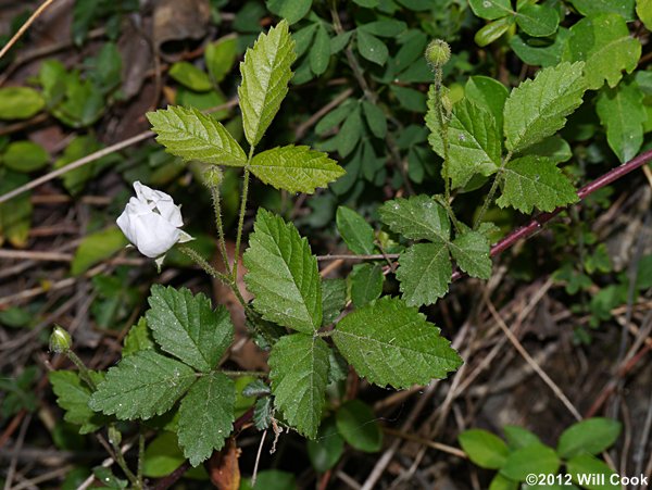 Southern Dewberry (Rubus trivialis)