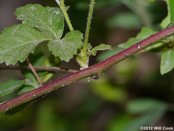 Southern Dewberry (Rubus trivialis)