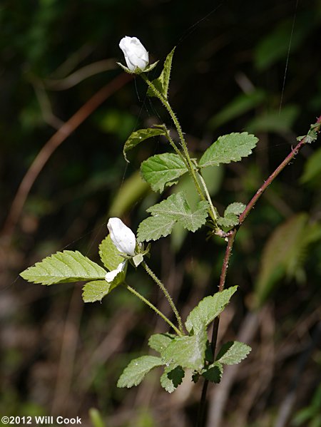 Southern Dewberry (Rubus trivialis)