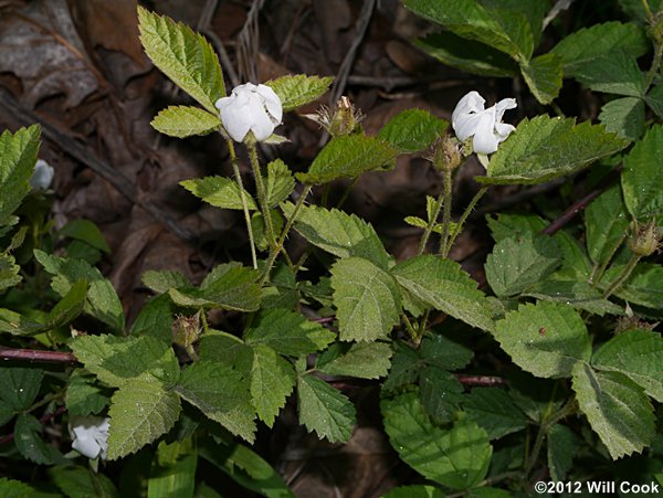 Southern Dewberry (Rubus trivialis)