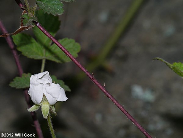 Southern Dewberry (Rubus trivialis)