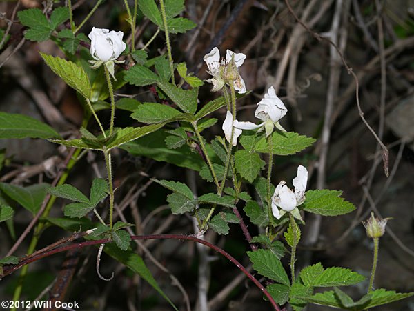 Southern Dewberry (Rubus trivialis)