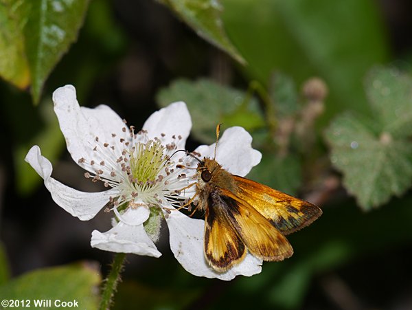 Southern Dewberry (Rubus trivialis)