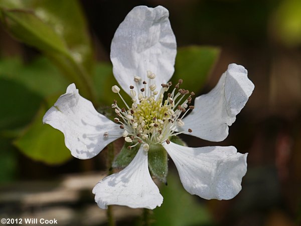 Southern Dewberry (Rubus trivialis)