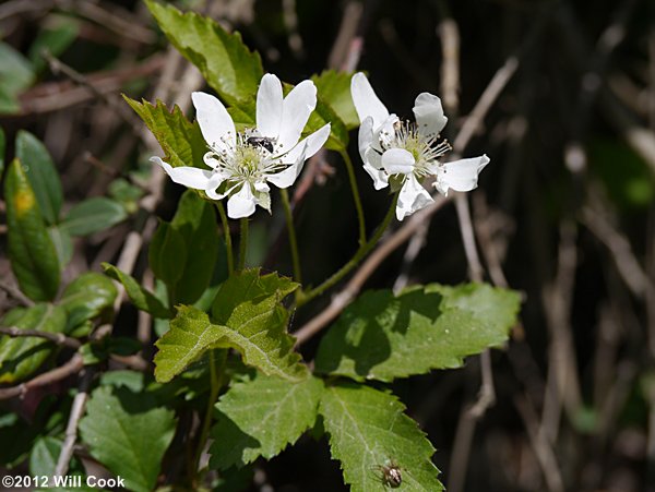 Southern Dewberry (Rubus trivialis)