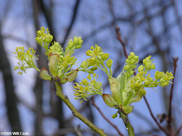 Sassafras (Sassafras albidum) flowers