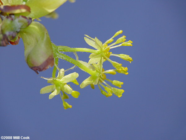 Sassafras (Sassafras albidum) flowers