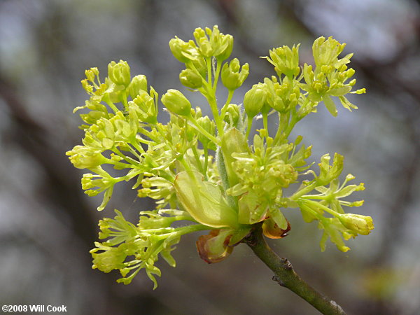 Sassafras (Sassafras albidum) flowers