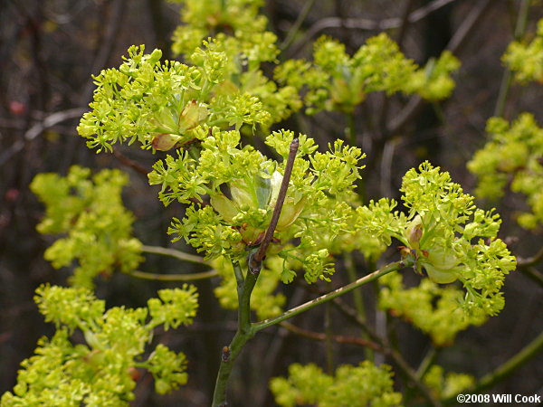 Sassafras (Sassafras albidum) flowers