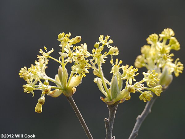 Sassafras (Sassafras albidum) flowers