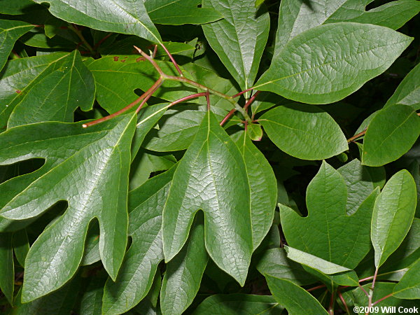 Sassafras (Sassafras albidum)