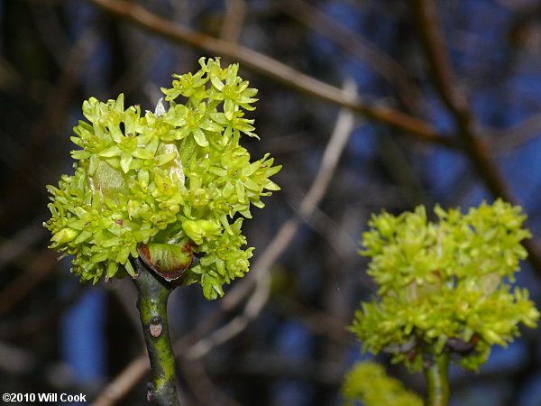 Sassafras (Sassafras albidum) flower