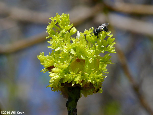 Sassafras (Sassafras albidum) flower