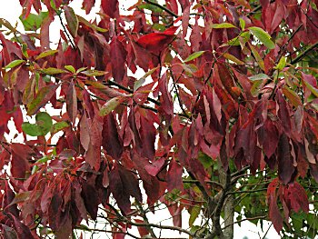 Sassafras (Sassafras albidum)