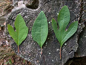 Sassafras (Sassafras albidum)