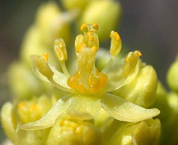 Sassafras (Sassafras albidum) flower