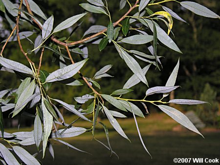 White Willow (Salix alba) leaves