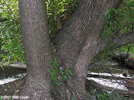 White Willow (Salix alba) bark