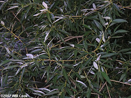 White Willow (Salix alba) leaves