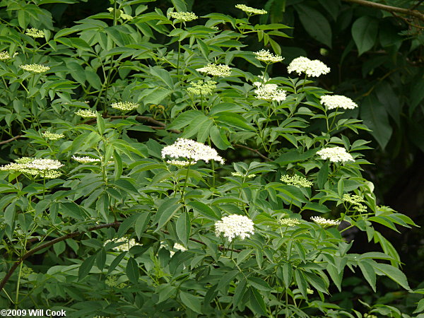 Common Elderberry (Sambucus canadensis) flowers