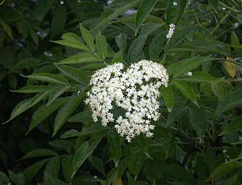 Common Elderberry (Sambucus canadensis) flowers