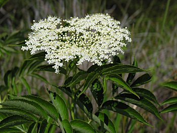 Common Elderberry (Sambucus canadensis) flowers