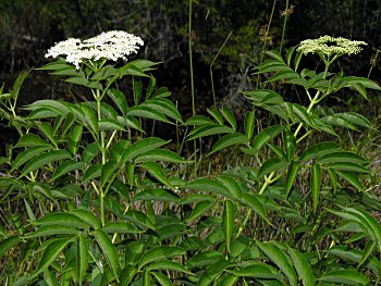 Common Elderberry (Sambucus canadensis) flowers