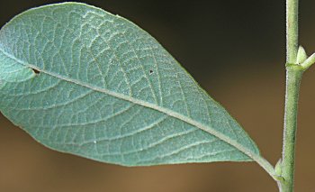 Goat Willow (Salix caprea)