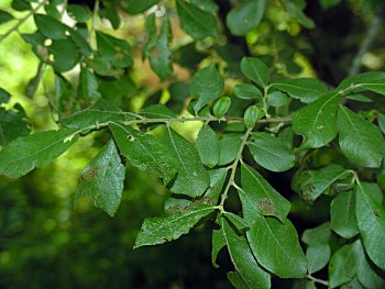 Goat Willow (Salix caprea)