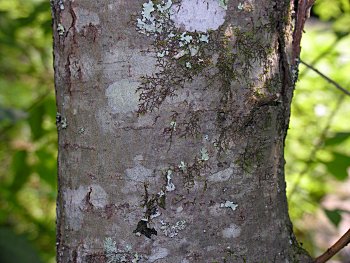 Goat Willow (Salix caprea)