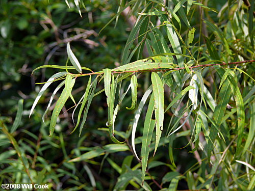 Coastal Plain Willow, Carolina Willow (Salix caroliniana)
